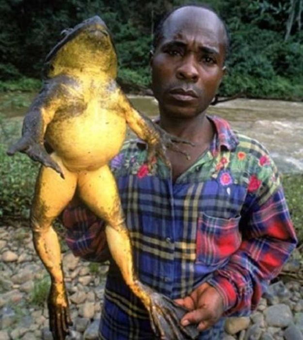 Create meme: the Goliath frog , The African Goliath frog, big frog