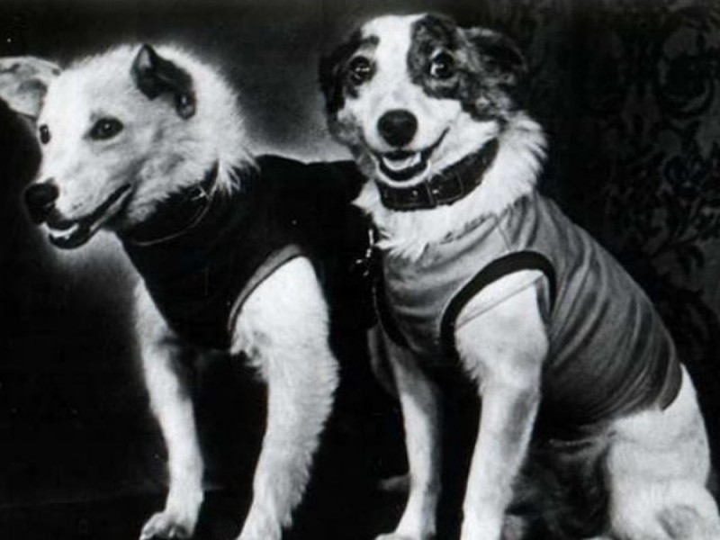 Create meme: The first dog in space, Belka and Strelka flight into space 1958, Belka and Strelka, the first dogs in space