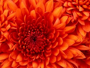 Create meme: beautiful flower, orange chrysanthemum on the avatar, orange flowers