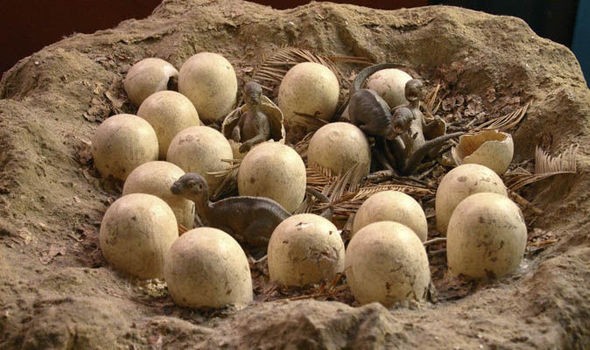 Create meme: dinosaur egg, Dinosaur egg hatches, Gobi desert dinosaur eggs