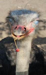 Create meme: ostrich farm, ostrich bird, ostrich