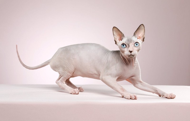 Create meme: Sphynx cats, the Sphynx breed , Sphynx 