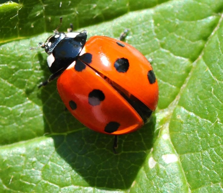 Create meme: The big ladybug, seven-point ladybug, ladybug insect