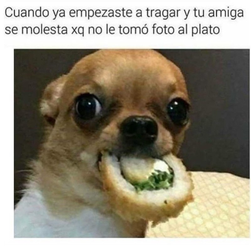 Create meme: Chihuahua meme, funny chihuahua, Chihuahua memes