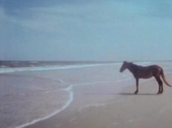 Create meme: horse meme , horse horse, horse by the sea meme