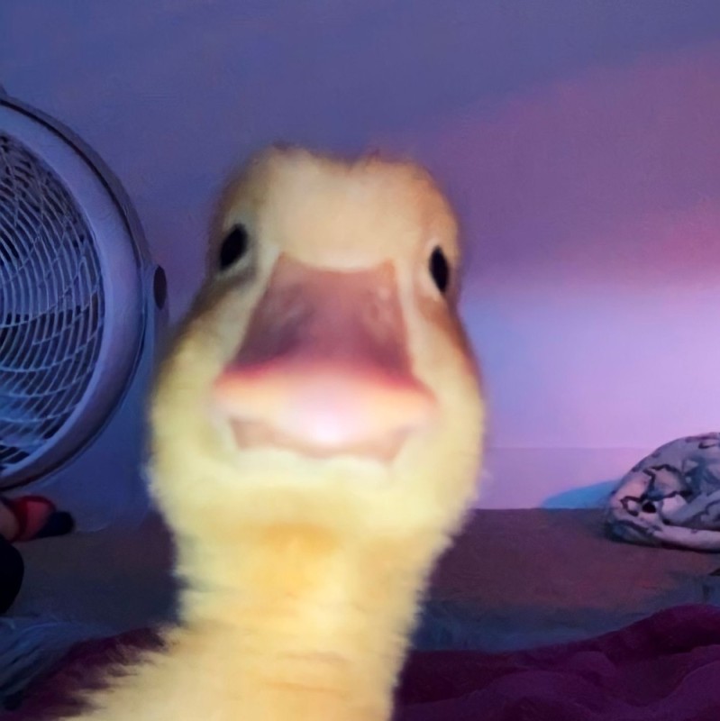 Create meme: Twitter , duck duckling, duck selfie