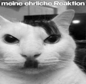 Create meme: Kote, cat, cat meme
