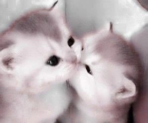 Create meme: cute kittens, cute cats