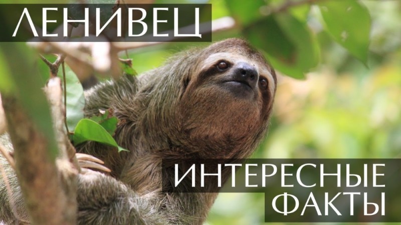 Create meme: sloth smiles, funny sloth, the sloth Costa Rica