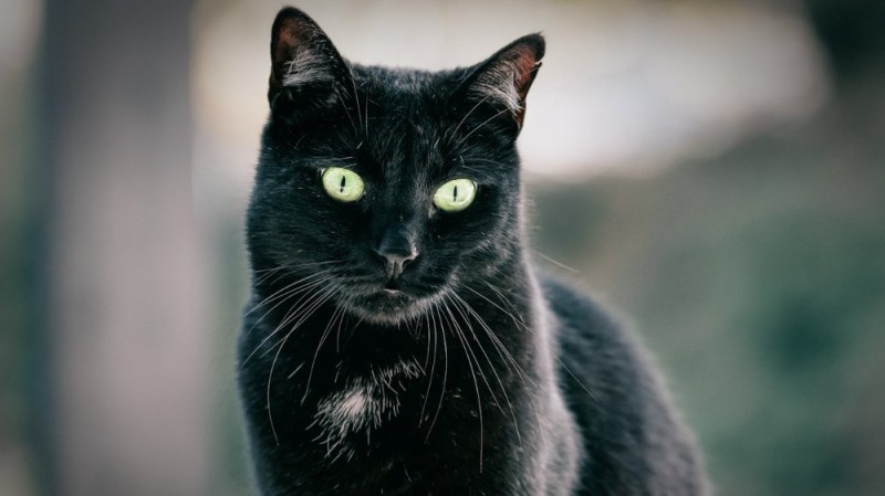 Create meme: beautiful black cat, The black cat is beautiful, Black cat