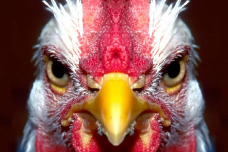 Create meme: chicken eyes, for the chicken, chicken face