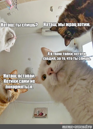 Наташа Ты Спишь Коты Картинки