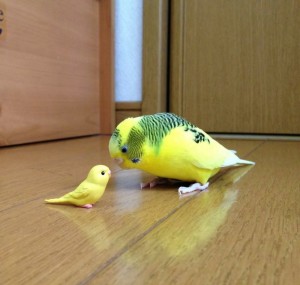 Создать мем: волнистый попугай смешной, волнистый попугай желтый, жёлтый волнистый попугайчик