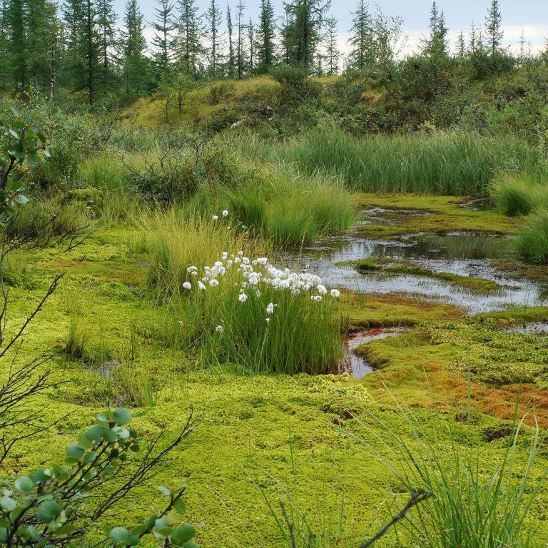 Create meme: swamps of russia, swamp bog swamp, the marshes of the Kola Peninsula