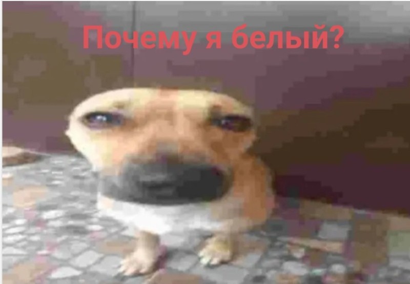 Create meme: dog pet, animals , dog 