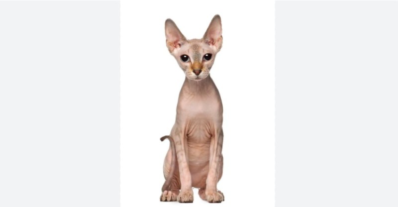 Create meme: the Sphynx cat breed, Sphinx , bald cat Sphinx