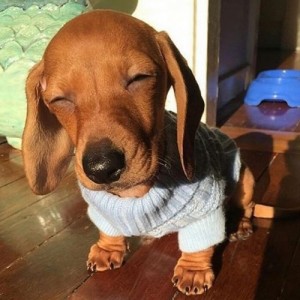 Create meme: Dachshund