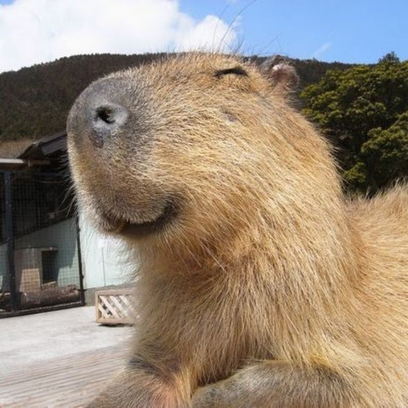 Create meme: rodent capybara, capybara smiling, little capybara