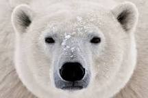 Создать мем: голова белого медведя, белый полярный медведь, полярный медведь