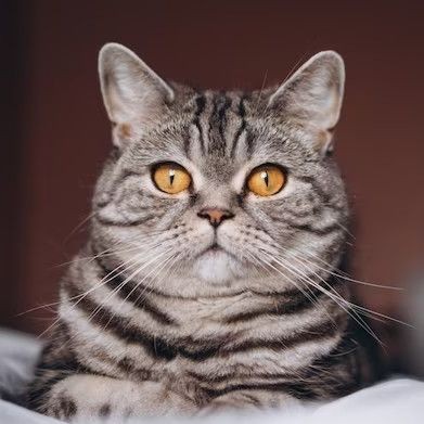 Create meme: British shorthair cat, cat , Scottish Scottish straight