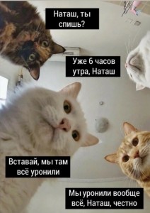 Создать мем: мемы про котов и наташу, мем про наташу и котов, наташа мы все уронили коты