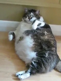 Create meme: fat cat , fat cat , bloated cat