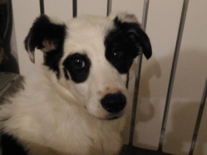 Create meme: the Yakutian Laika to buy a puppy in Cherepovets, white dog, border collie