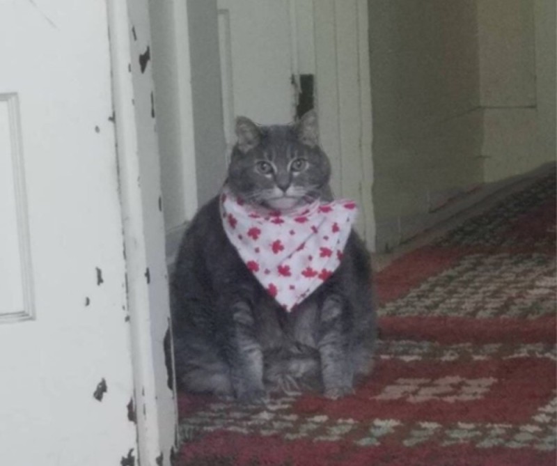 Create meme: the cat in the scarf, The cat in the handkerchief, fat cat in a handkerchief