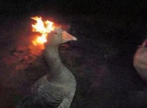 Create meme: duck, meme goose, moltres