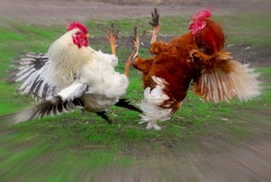 Create meme: fight, Cockerel, the fighting cocks