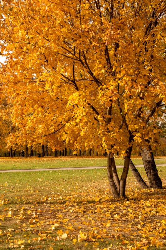 Create meme: autumn gold, october autumn, happy golden autumn