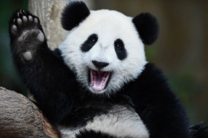 Create meme: animals, embroidery Panda, embroidery Panda