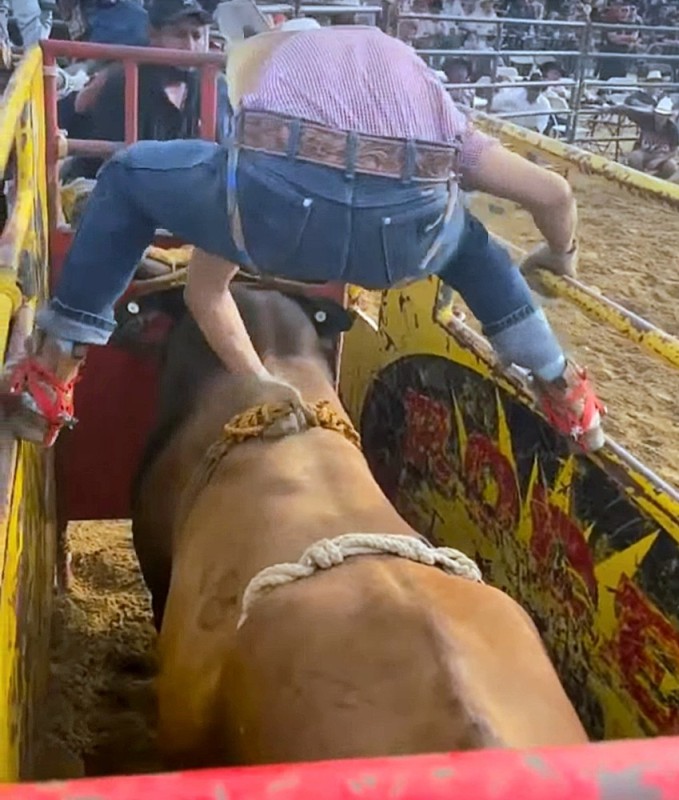 Create meme: rodeo bull, Rodeo, bull racing