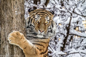 Создать мем: амурский тигр окрас, амурский сибирский тигр, амурский (уссурийский) тигр