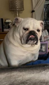 Create meme: bulldog dog, bulldog, breed English bulldog