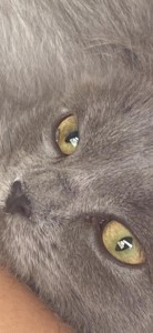 Create meme: cat, cat, feline sight