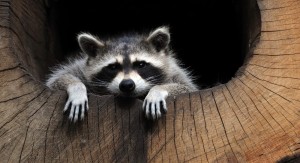 Create meme: evil raccoon, enotik a gargle, raccoon