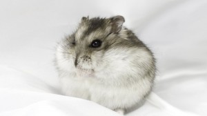 Create meme: hamster gungari, Djungarian hamster