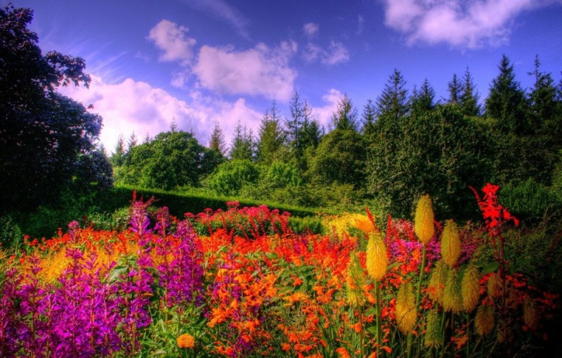 Создать мем: лето парк цветы, яркий пейзаж, яркая природа