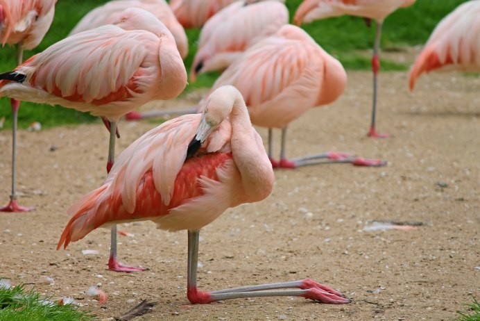 Create meme: flamingo ordinary pink, pink flamingos, pink flamingo bird