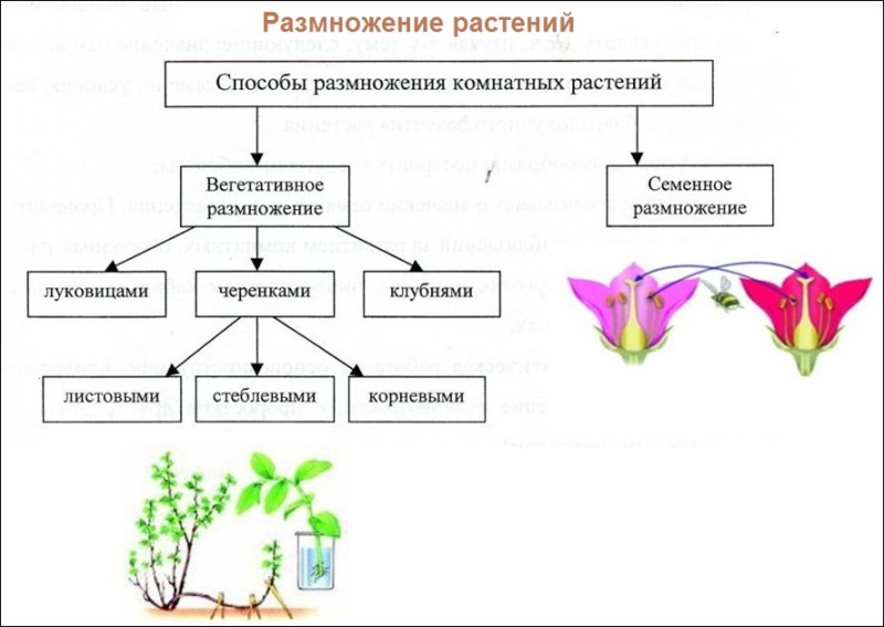 Create meme: reproduction of plants, methods of plant propagation, methods of vegetative propagation of plants scheme