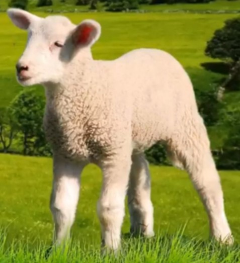 Create meme: little lambs, with a lamb, dairy lamb