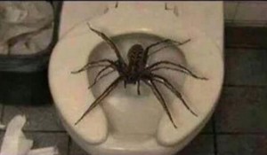 Создать мем: самые страшные пауки, самый большой паук, huntsman spider