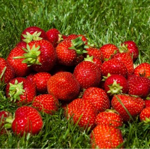 Create meme: remontant strawberries, strawberries, garden strawberry