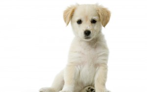 Создать мем: puppy, собака на белом фоне картинки, фото щенка без фона