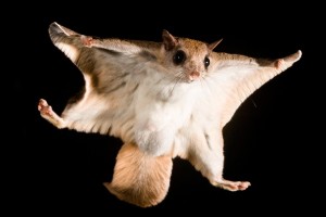 Create meme: the flying squirrel in flight