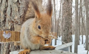 Create meme: forest squirrel, proteins, protein