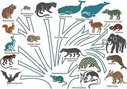 Создать мем: эволюция млекопитающих, филогенетическая схема млекопитающих, филогенетическое дерево млекопитающих