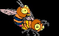 Создать мем: медовая пчела, пчела шершень, сумасшедшая пчела