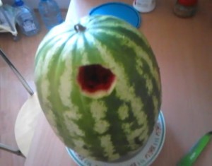 Create meme: watermelon , the watermelon variety is cold, watermelon giant